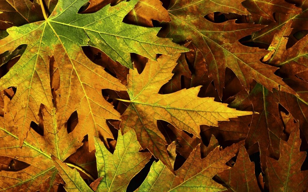 Vibrant autumn wallpaper with detailed green yellow and brown dry maple leaves textures
