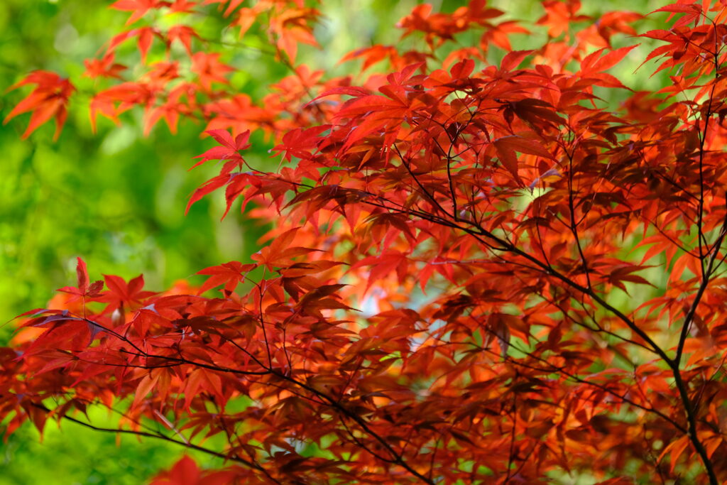 Autumn maple branches with red orange leaves on green background vibrant fall wallpaper