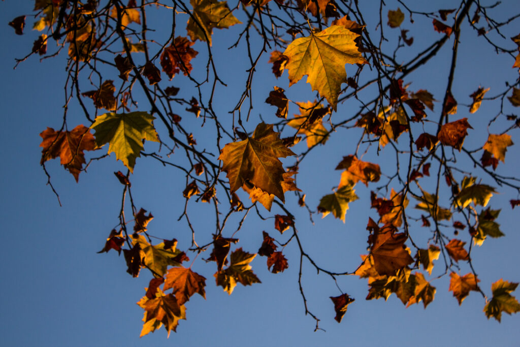 Vibrant autumn maple leaves in red orange and yellow on branches against clear blue sky background Wallpaper