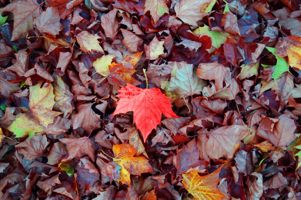 Autumn wallpaper with vibrant red orange and brown maple leaves scattered on the ground