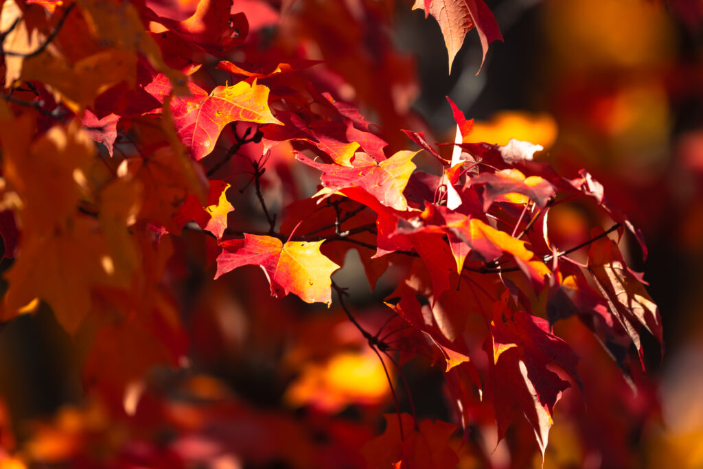 Vibrant autumn wallpaper with red orange yellow maple leaves on a soft blurred fall background