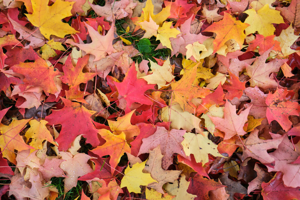Vibrant fallen maple leaves in red orange and yellow creating a cozy autumn wallpaper background