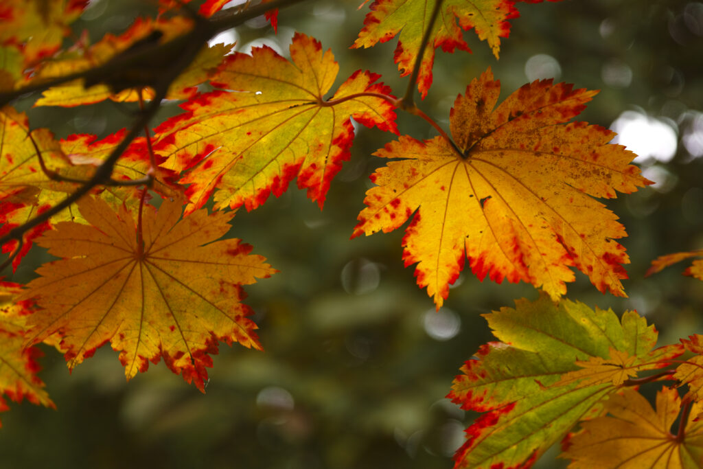Vibrant autumn maple leaves in yellow orange and red with soft blurred background wallpaper