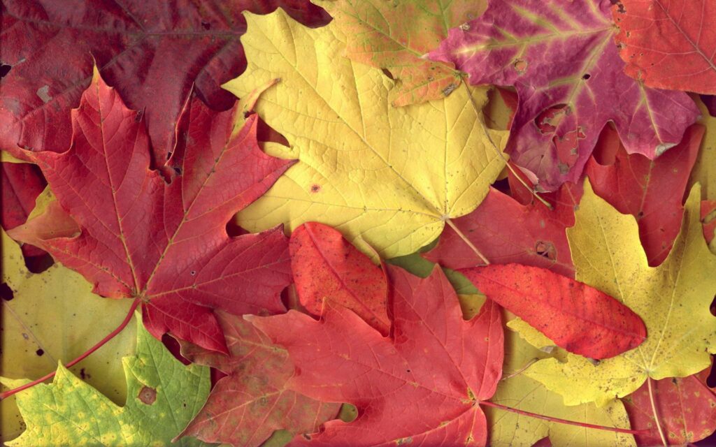 Autumn maple leaves wallpaper with vibrant red yellow and orange hues seasonal fall background