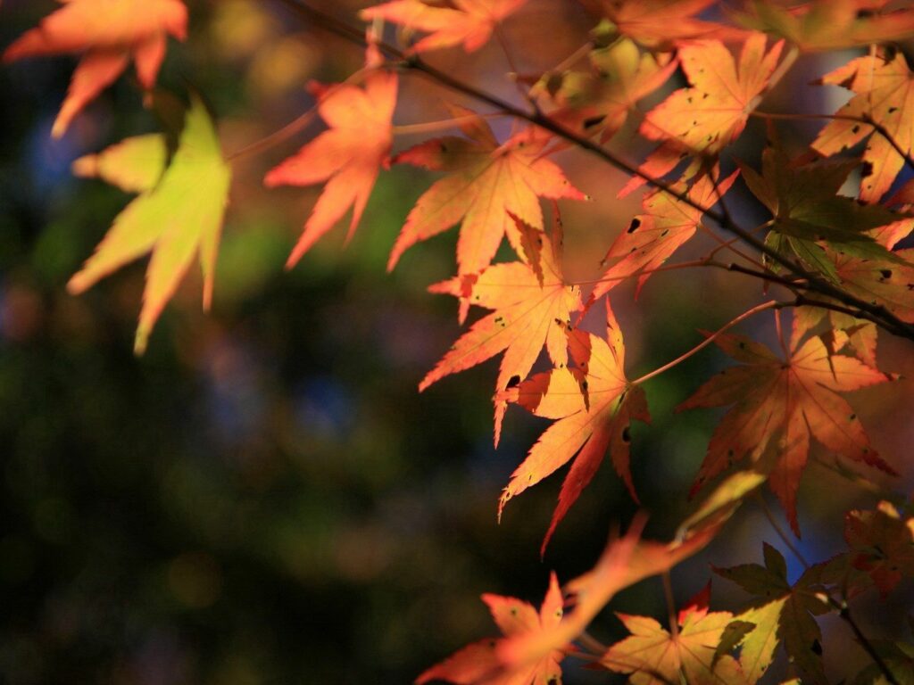 Vibrant orange and red maple leaves on branch with soft blurred autumn background wallpaper