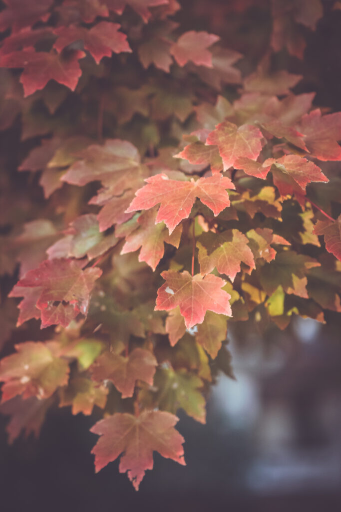 Vibrant autumn maple leaves wallpaper with red orange and green tones in soft natural light background