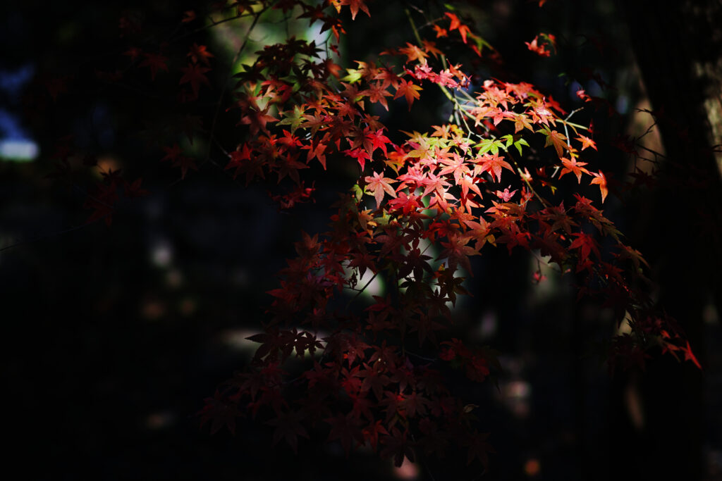 Vibrant red and orange maple leaves illuminated by sunlight against dark blurred autumn background Wallpaper