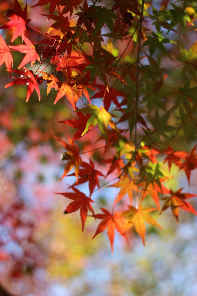 Vibrant red orange and green maple leaves on branch with soft autumn sunlight and bokeh background Wallpaper