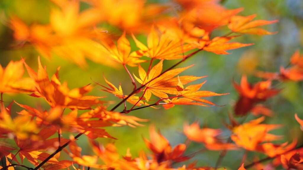 Autumn Maple Leaves Wallpaper: Vibrant Orange & Red against Green