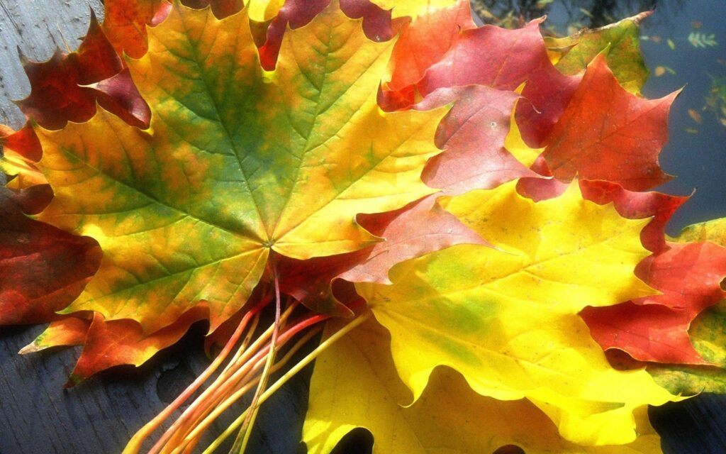 Vibrant autumn maple leaves bouquet in yellow orange and red detailed fall wallpaper background