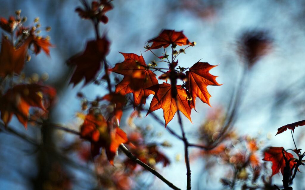 Vibrant Autumn Maple Leaves: Nature's Beauty in Soft Bokeh Wallpaper