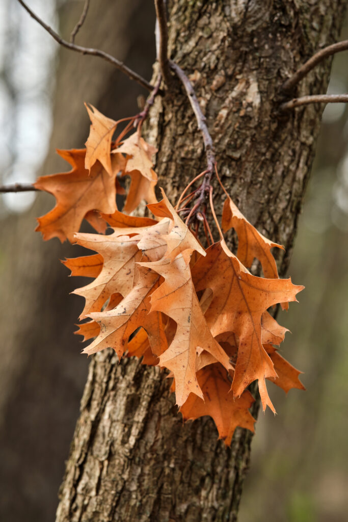 Vibrant autumn maple leaves on rugged tree bark in warm orange tones cozy fall wallpaper background
