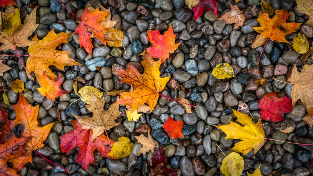Vibrant autumn maple leaves in red orange yellow on wet stones high resolution seasonal wallpaper