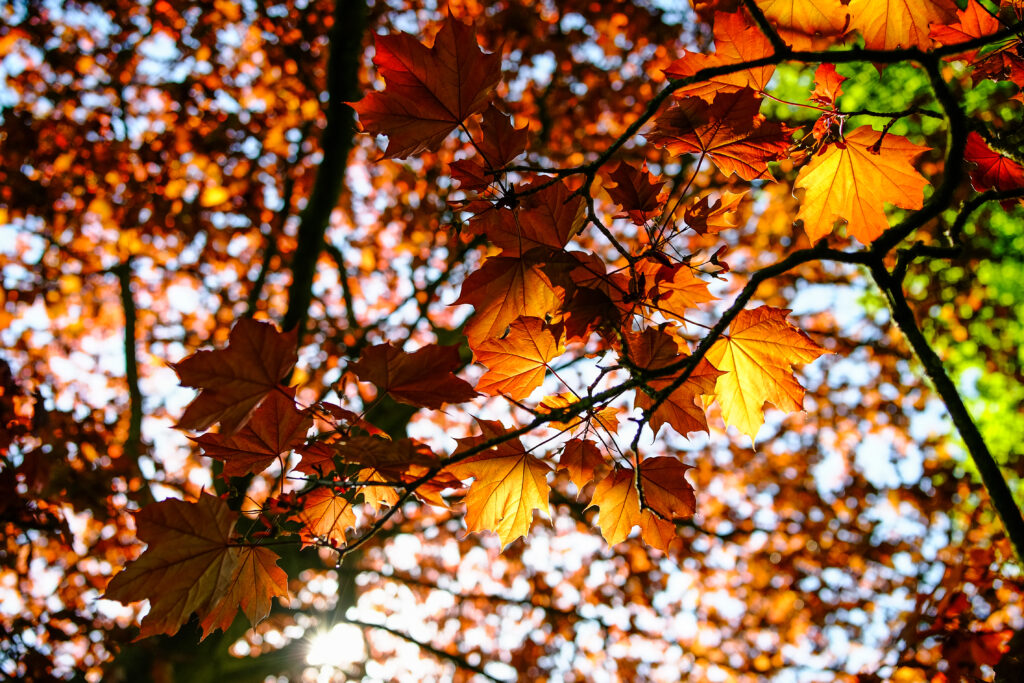 Vibrant orange and red maple leaves glowing in sunlight creating warm autumn wallpaper background