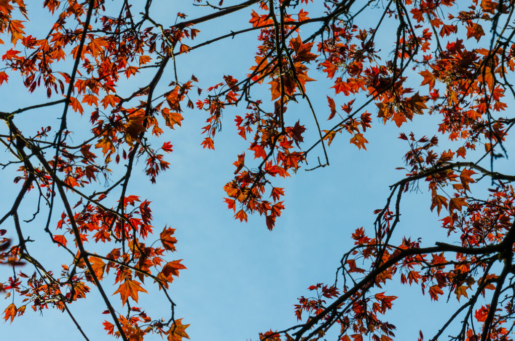 Maple tree branches with vibrant red and orange autumn leaves against clear blue sky wallpaper