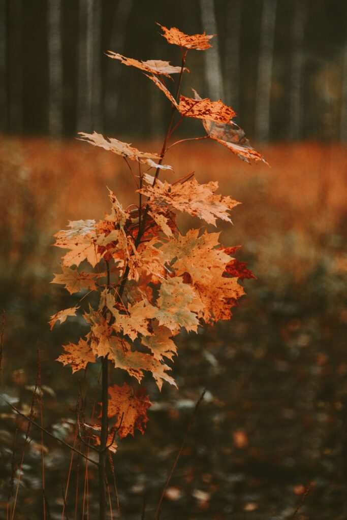 Young maple tree with vibrant orange and gold autumn leaves against blurred fall background Wallpaper