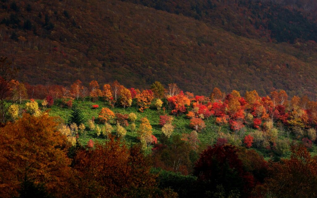 Autumn landscape with vibrant red orange yellow trees on rolling mountains and green grass foreground Wallpaper