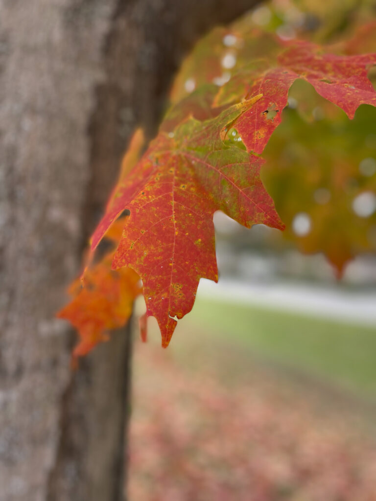 Vibrant Autumn Red Leaves Macro - Fall Wallpaper Background