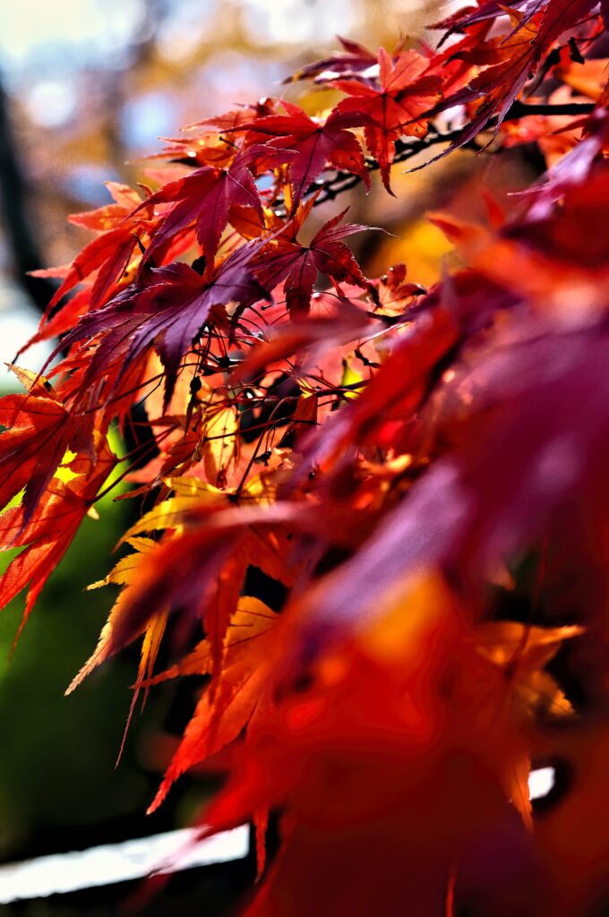 Vibrant autumn wallpaper with red leaves and detailed branches showcasing nature beauty