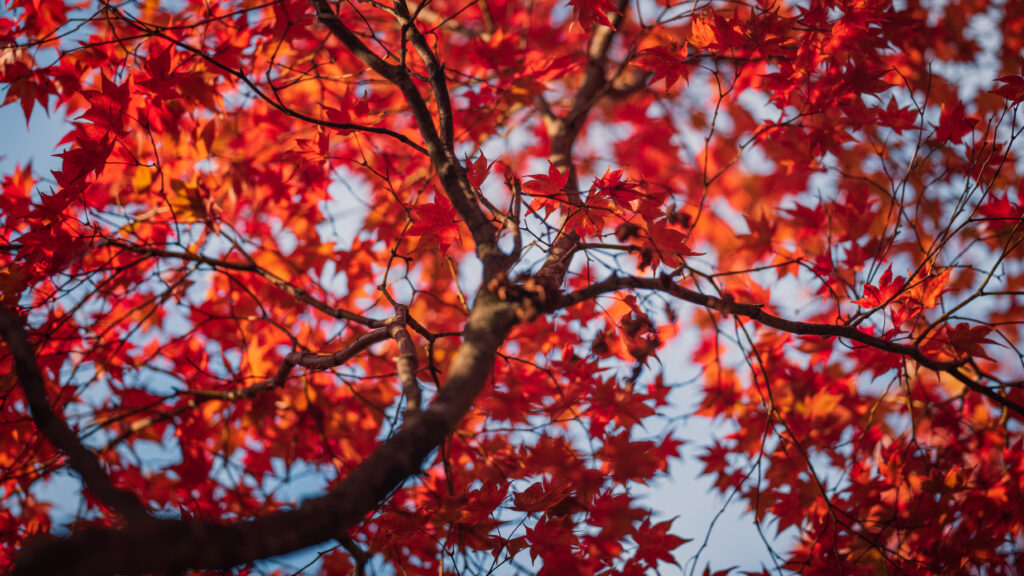Autumn wallpaper with vibrant red maple leaves on tree and soft blurred warm background