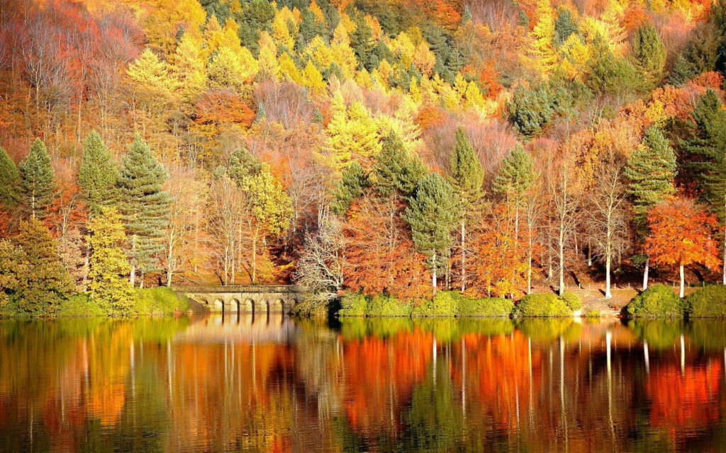 Vibrant Fall Foliage: A mesmerizing desktop background featuring a breathtaking line of orange trees Wallpaper