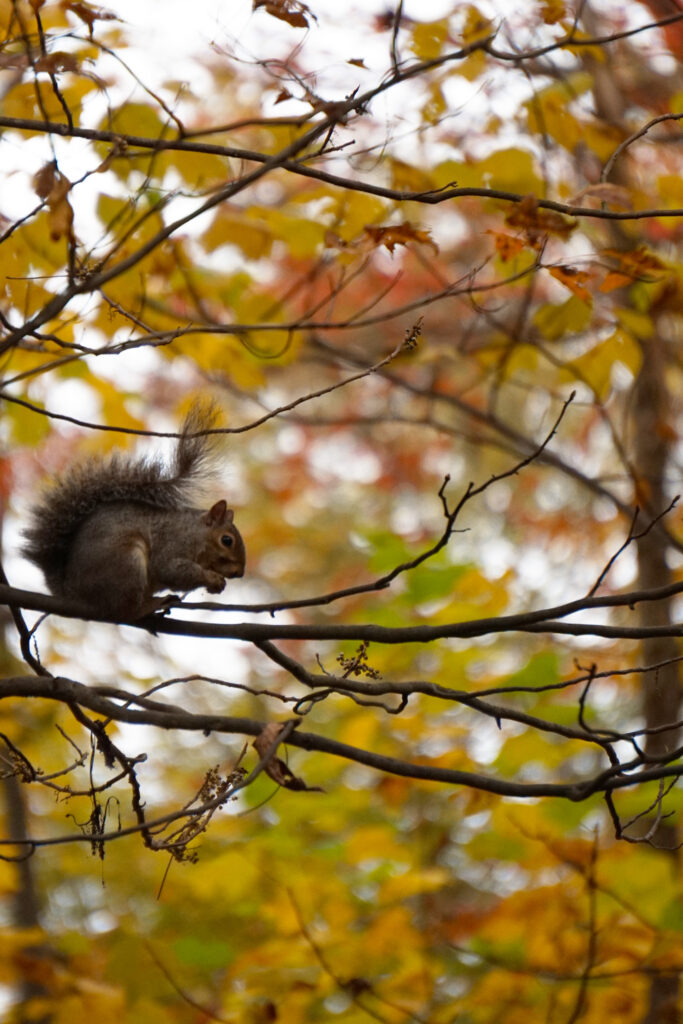 Autumn Squirrel Wallpaper: Vibrant Foliage & Delicate Branches