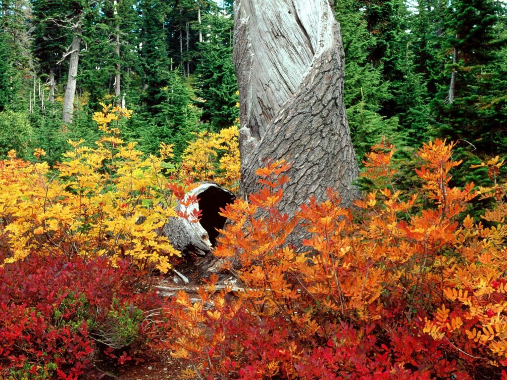 Vibrant autumn forest wallpaper with weathered tree trunk and colorful red orange yellow leaves