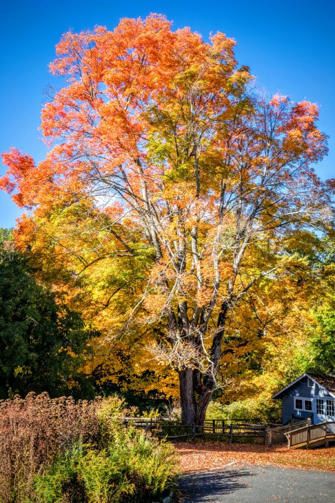 Vibrant autumn tree with golden leaves beside quaint house under clear blue sky in fall scenery Wallpaper