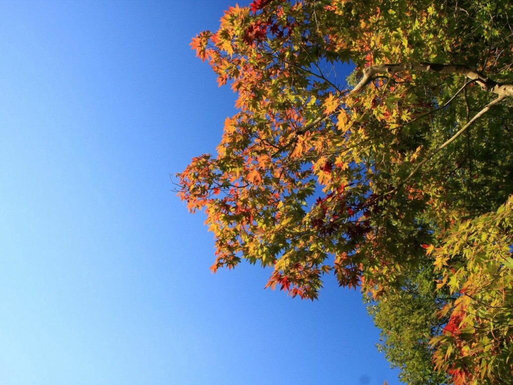 Vibrant autumn tree with red orange yellow leaves against clear blue sky fall season wallpaper
