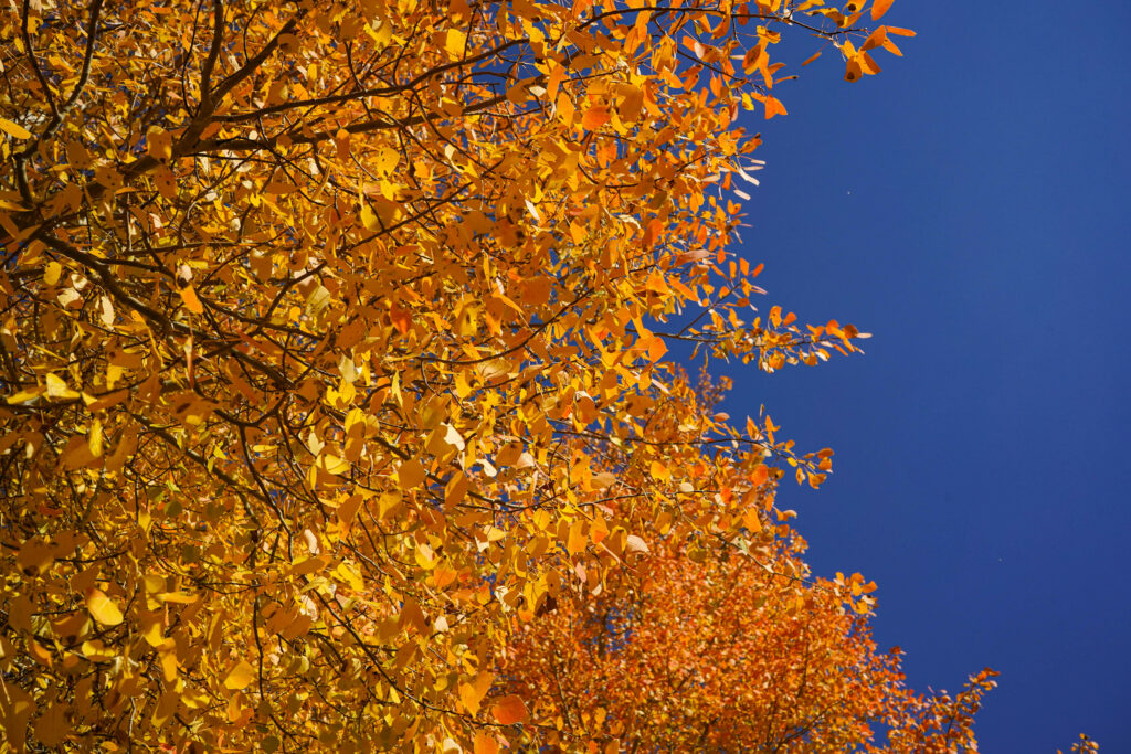 Vibrant autumn tree with yellow leaves and clear blue sky detailed fall foliage wallpaper background