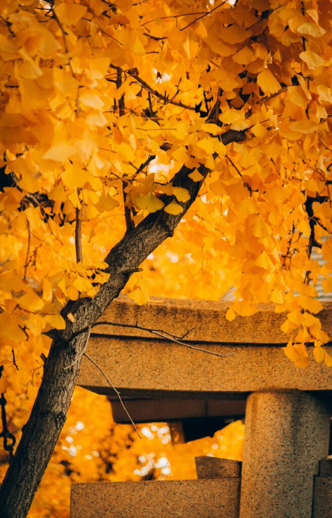 Autumn tree with vibrant yellow leaves in soft natural background serene fall wallpaper