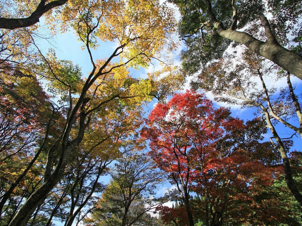 Upward view of tall trees with colorful autumn leaves against bright blue sky wallpaper background