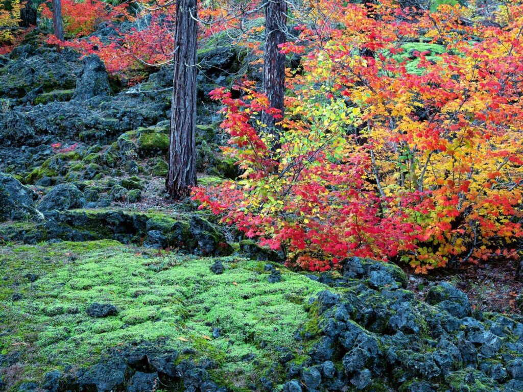 Autumn wallpaper with vibrant red orange trees green moss and rugged stones natural landscape