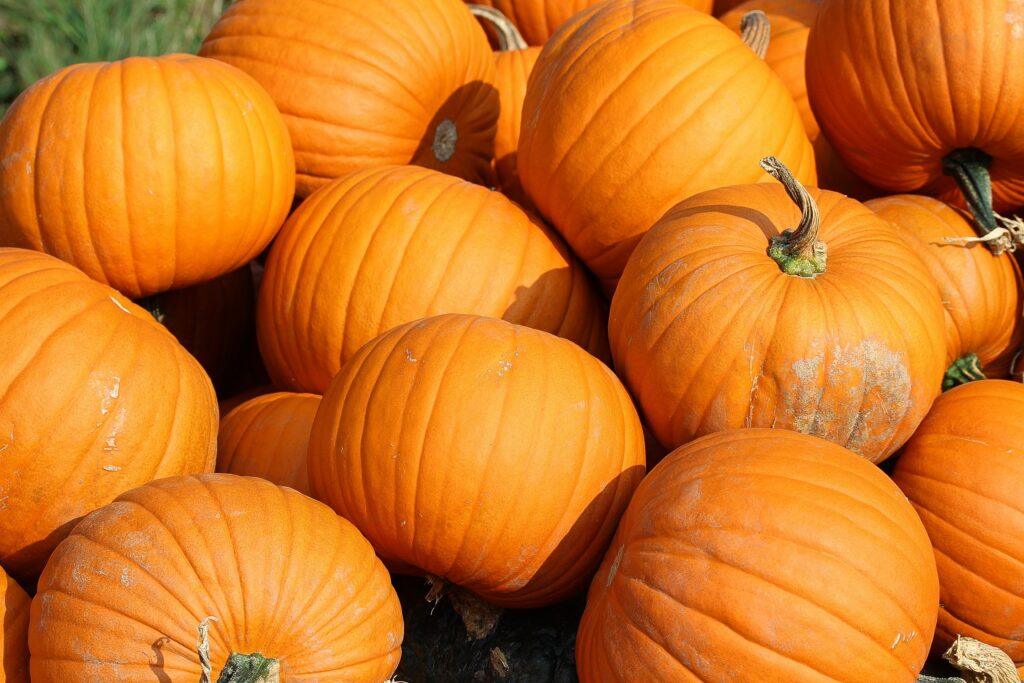 Vibrant Autumn Wallpaper: Bright Orange Pumpkins for Fall Festivities