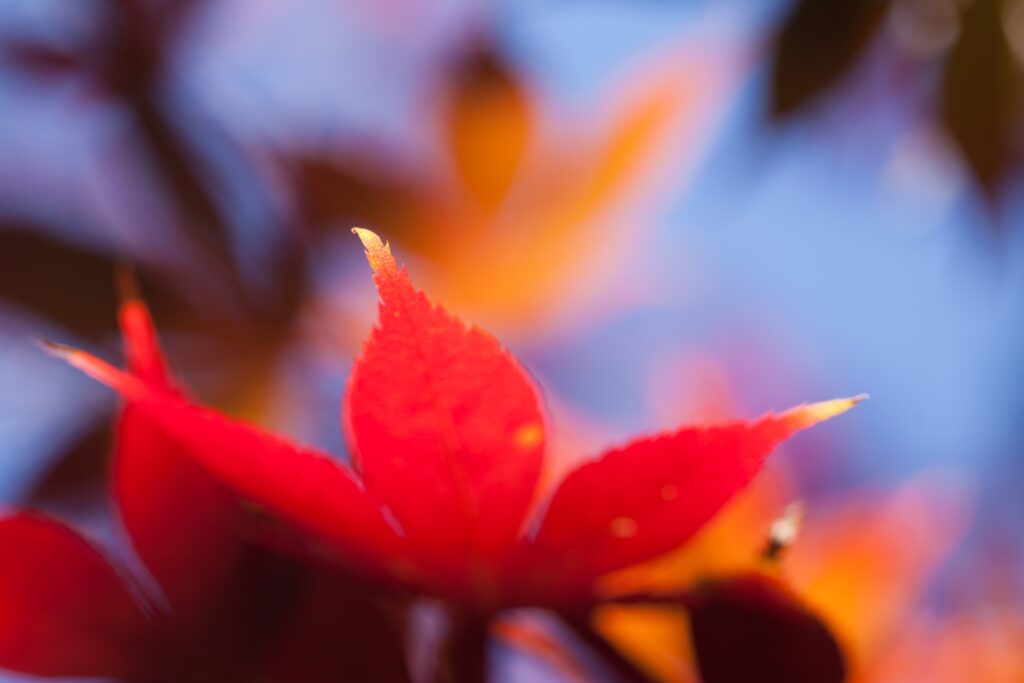 Autumn Splendor: Bright Orange & Red Maple Leaves Wallpaper Background