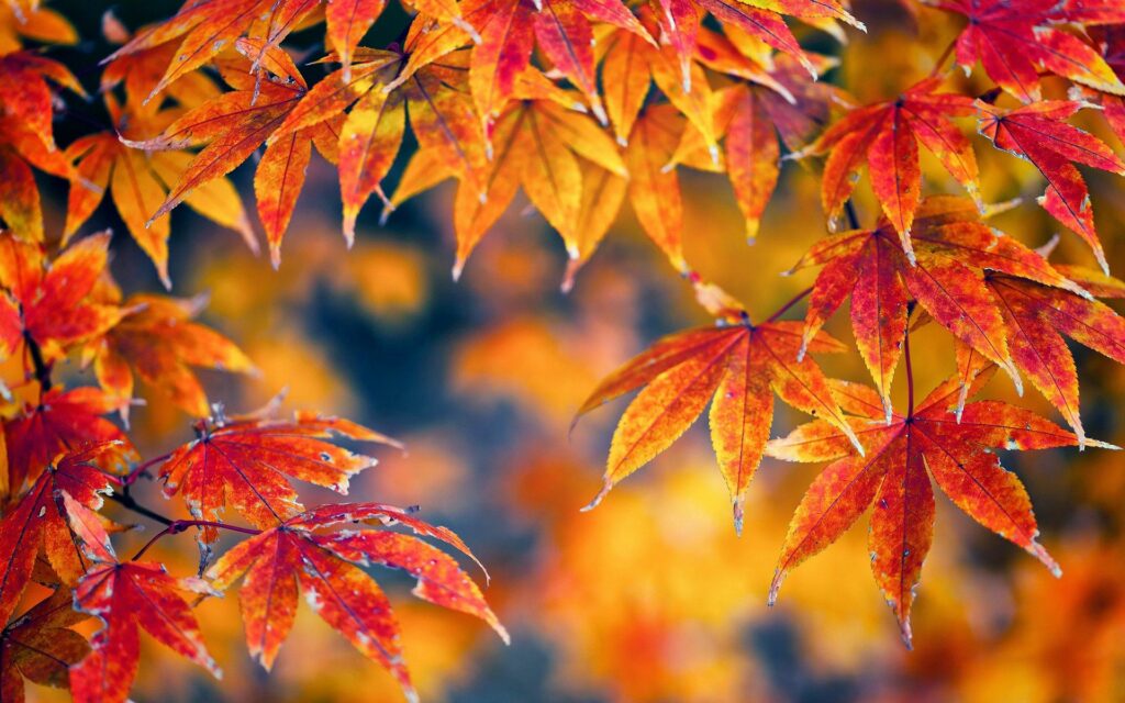 Vivid Autumn Maple Leaves Wallpaper: Bright Fall Colors Background