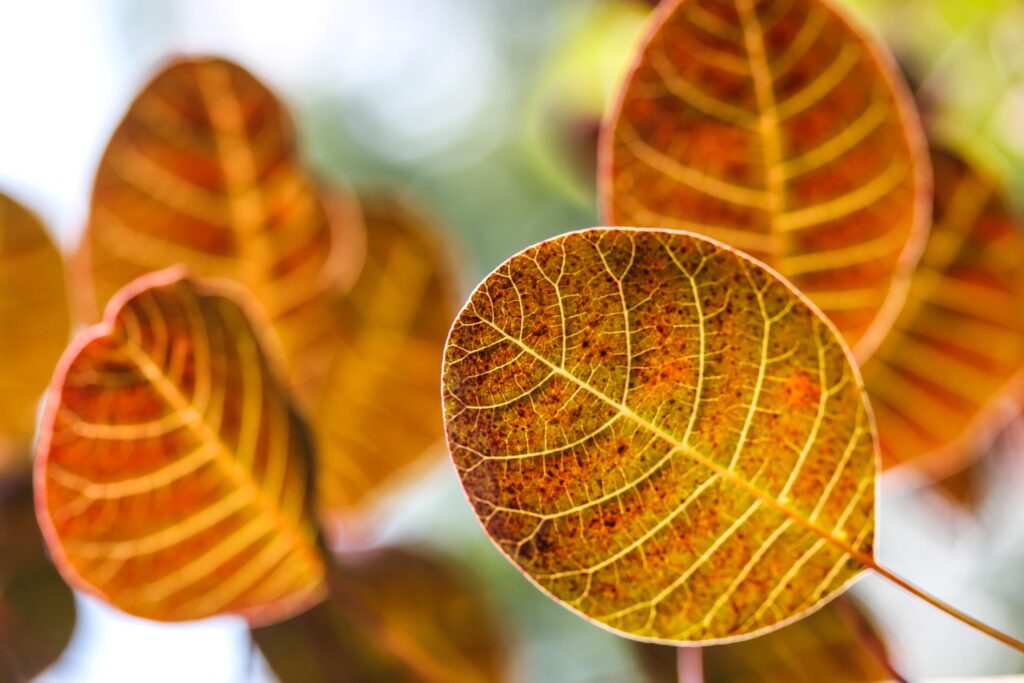 Vibrant Autumn Wallpaper: Close-Up of Colorful Leaves & Vein Patterns