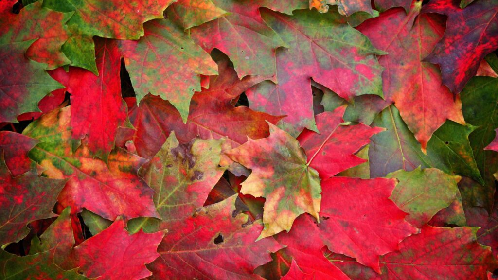 Colorful Autumn Maple Leaves Wallpaper Background: Vibrant Fall Design