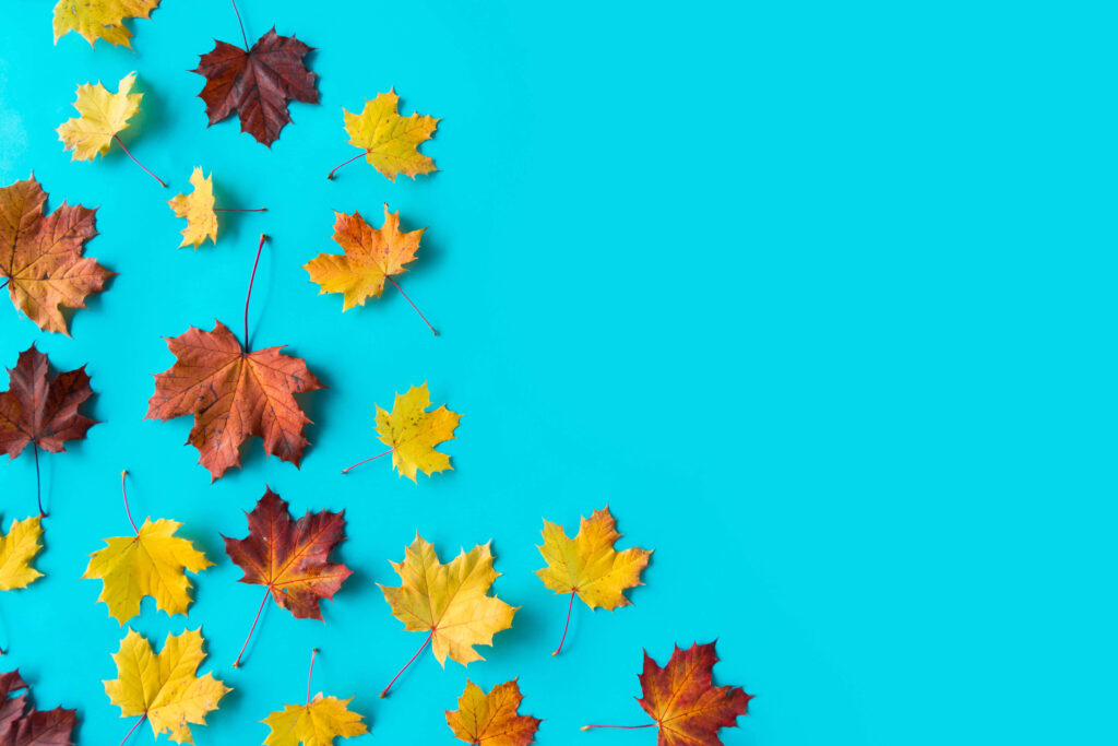 Vibrant Autumn Leaves Minimalist Wallpaper on Teal Background