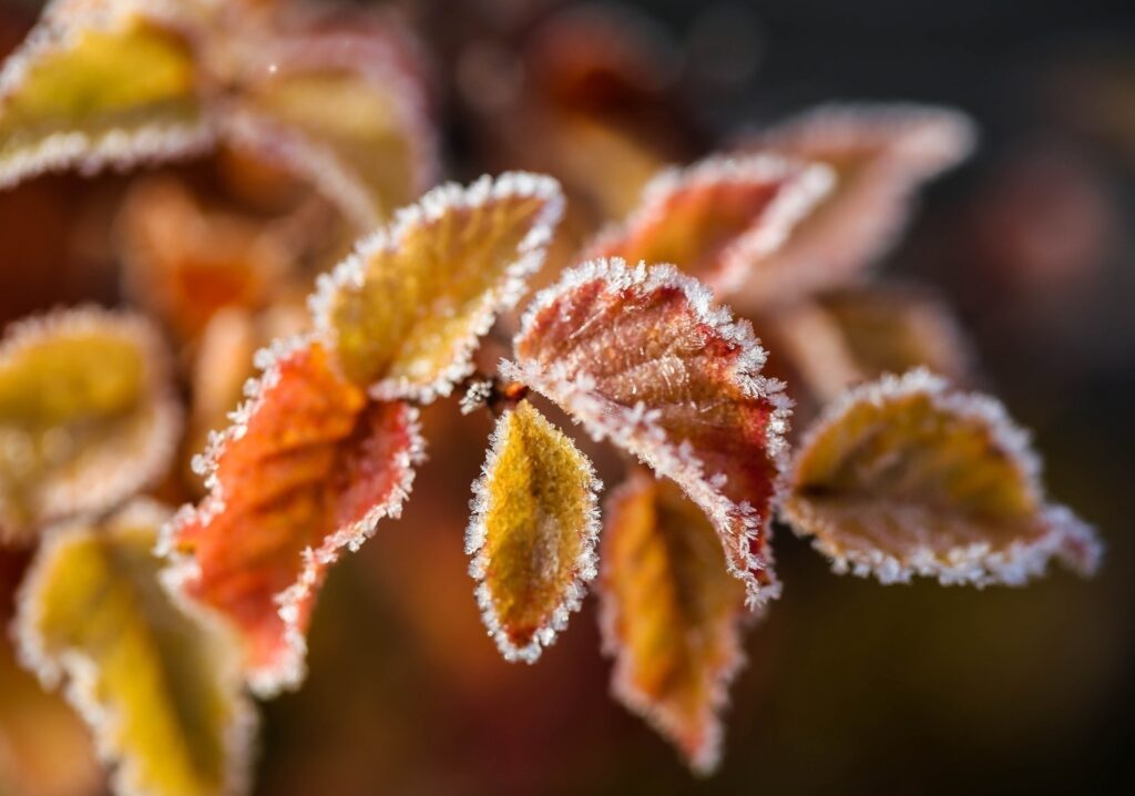 Frosted Autumn Branches & Leaves Wallpaper Background - Vibrant Details