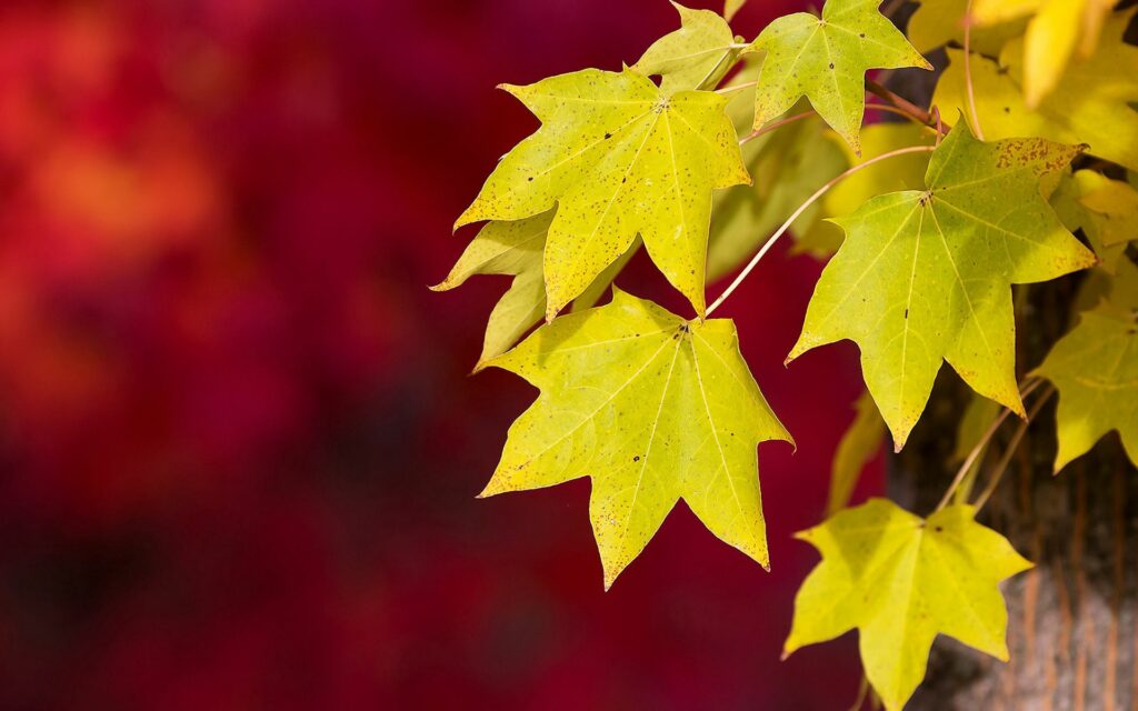 Vibrant Autumn Wallpaper: Green & Yellow Leaves with Red Background