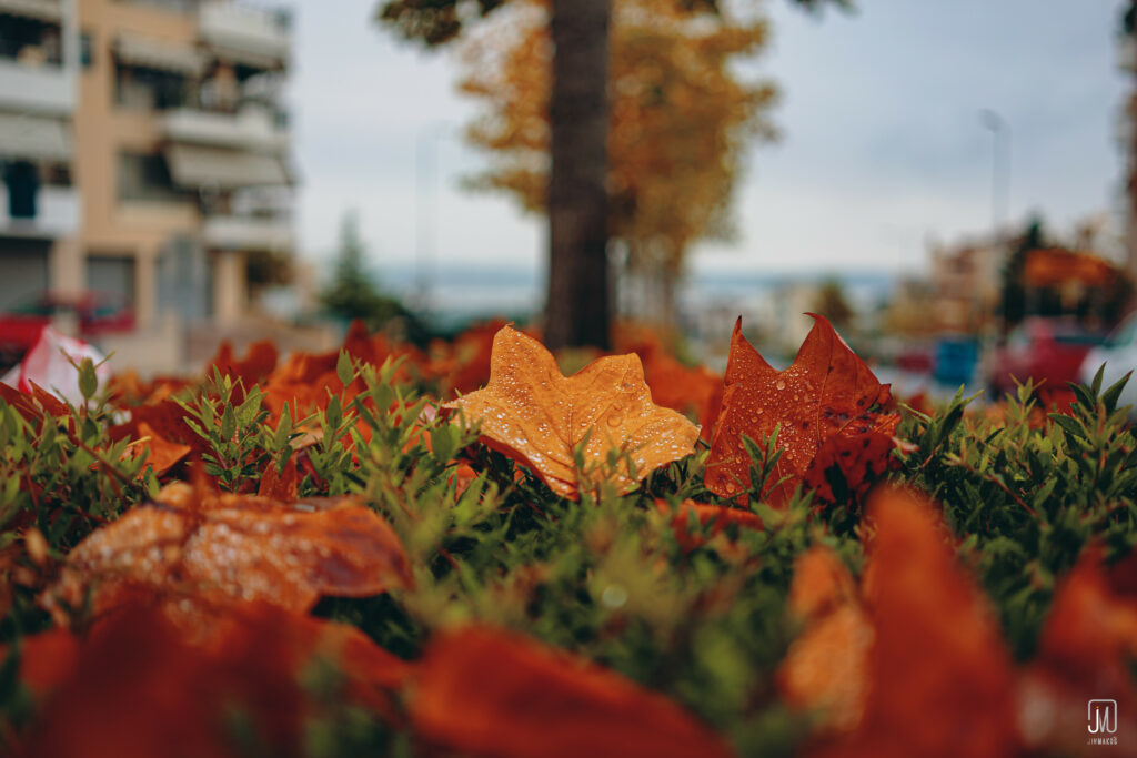 Vibrant Autumn Wallpaper: Macro Raindrop-Covered Orange Leaves