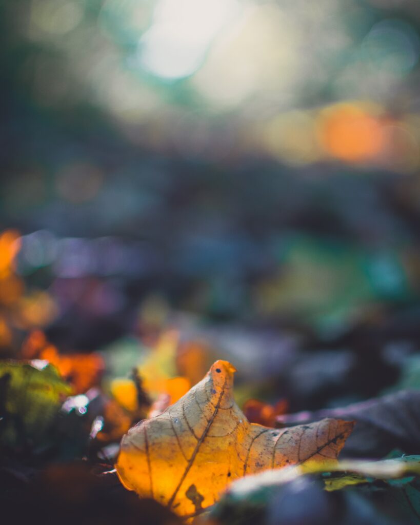 Vibrant Autumn Wallpaper: Macro Shot of Colorful Fallen Leaf