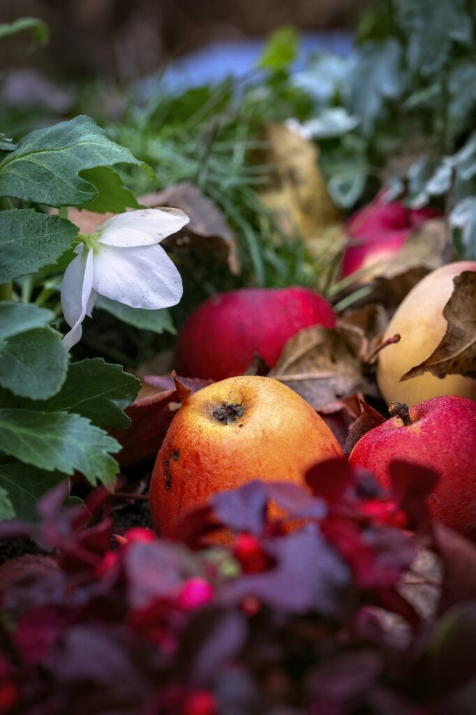 Vibrant Autumn Wallpaper: Red Apples & Leaves in Lush Greenery