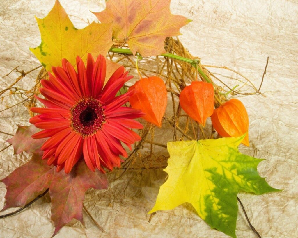 Vibrant Autumn Wallpaper: Red Gerbera, Physalis & Maple Leaves