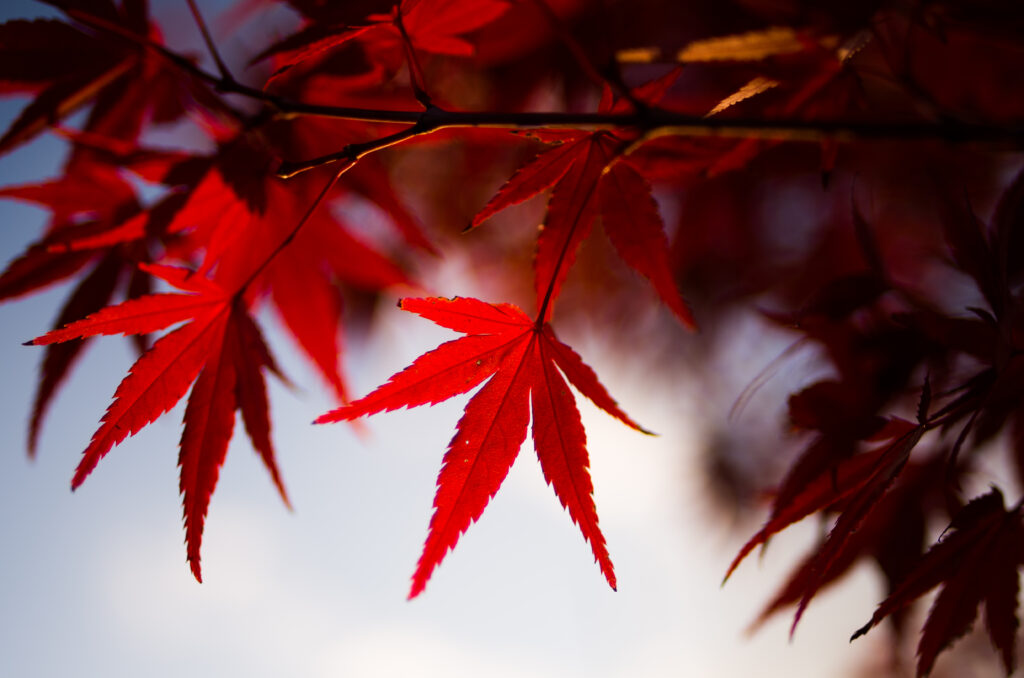 Vibrant Red Maple Leaves Wallpaper: Serene Autumn Ambiance