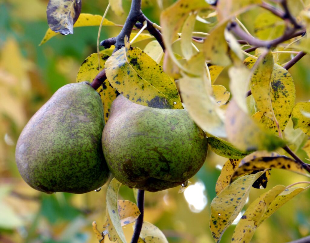 Vibrant Autumn Wallpaper: Green Pears & Golden Leaves Background