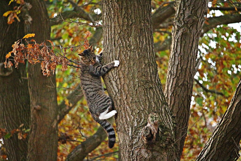 Tabby Cat Climbing Tree Amidst Vibrant Autumn Leaves Wallpaper