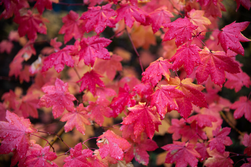 Vibrant Autumn Wallpaper: Wet Red Maple Leaves on Delicate Branches