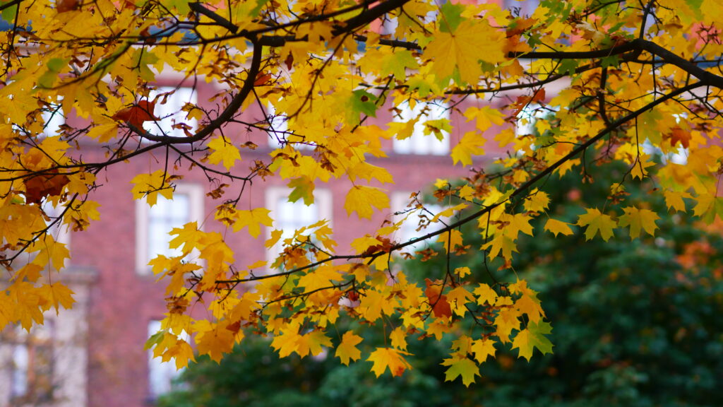 Vibrant Autumn Wallpaper: Yellow Maple Leaves in Macro Perspective
